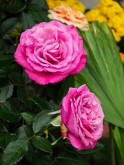 Bright pink roses bloom in a vibrant garden during springtime, showcasing delicate petals and lush green foliage