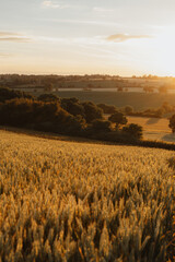 Fototapeta premium Evening sunlight over a golden wheat field and rolling hills. Scenic rural landscape with warm tones, ideal for seasonal or agricultural visuals.