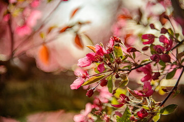 pink cherry blossom