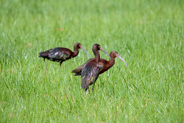 ibis