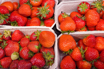 Fresh strawberries arranged in boxes at a local market during summer harvest