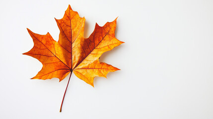 Fototapeta premium Vibrant orange maple leaf on a white background.