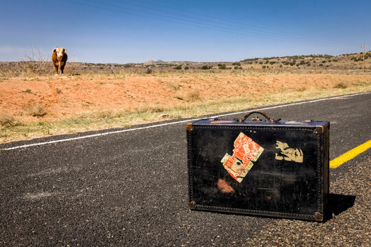 Tucumcari, New Mexico, USA.Cow and suitcase in the middle of nowhere