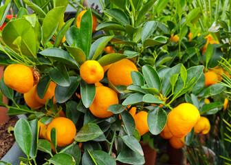 Bright orange kumquats grow abundantly on lush green branches in a garden setting during the warm...