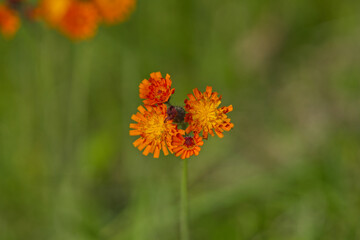Orangerotes Habichtskraut