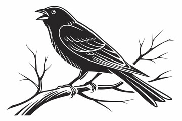canary sihouette black vector