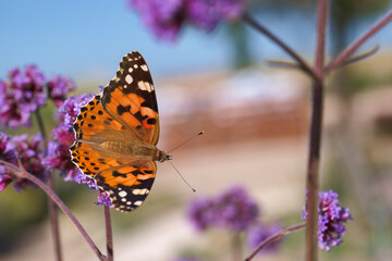 Butterfly resting on vibrant purple flowers in a sunny garden setting