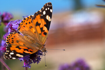 Colorful butterfly perched on vibrant purple flowers in a sunny garden setting