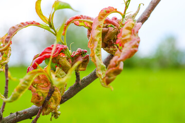 Twisted, disease-altered leaves on a tree branch indicate nature's struggle and the need for care....