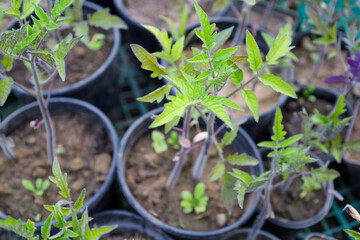 Young seedlings in plastic pots are preparing for planting, symbolizing the beginning of a new...
