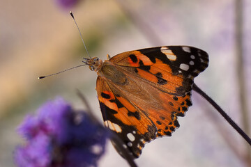Beautiful orange butterfly perched on a purple flower in a sunny garden during springtime