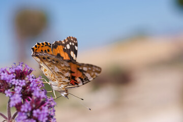 Colorful butterfly perched on vibrant purple flower in a sunny garden during springtime