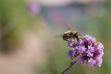 Bee collecting pollen from vibrant purple flower in a sunny garden setting during late spring