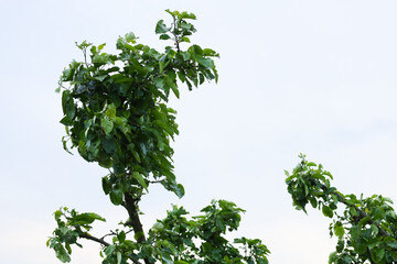 Sprawling green branches with dense foliage reach towards the sky, creating a dynamic silhouette...
