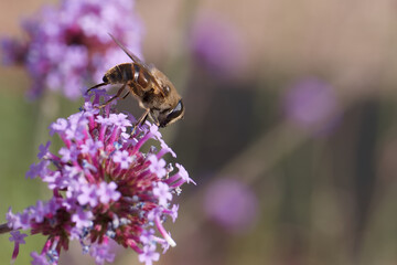Bee collecting nectar from purple flowers in a sunny garden during springtime