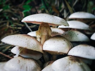 A close-up view of a group of wild mushrooms growing closely together in a shaded forest environment. Their pale caps and natural texture are highlighted against the soft focus of the woodland backgro