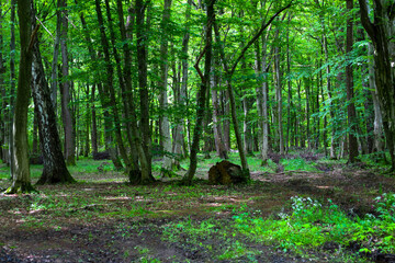 A path through a dense forest, illuminated through the leaves, creates a sense of tranquility and...