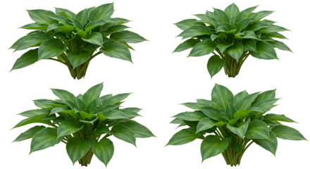 Set of Hosta Rainforest Sunrise (Plantain Lily) frontal isolated png on a transparent background perfectly cutout high resolution
