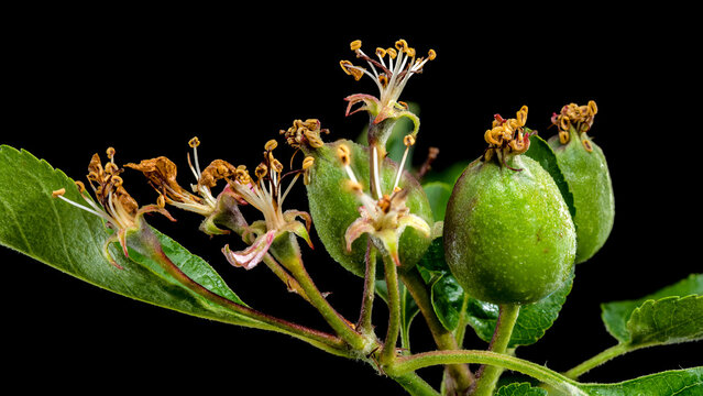 Apple Fruitlets on a Branch Against Black