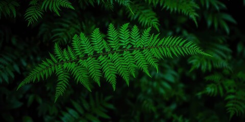 Lush Fern Against a Verdant Foliage Background