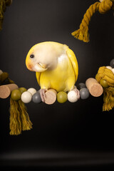 Pájaro amarillo en un columpio