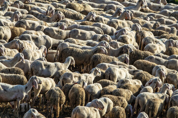 Flock of Sheep in a Rural Pasture – Close-Up View