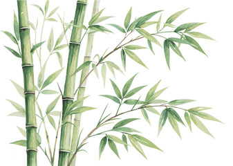 Watercolor bamboo painting illustration for zen asian style art print and nature inspired home decor design
