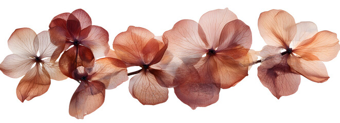 PNG Real Pressed a hortensia flowers pressed dried transparent background.
