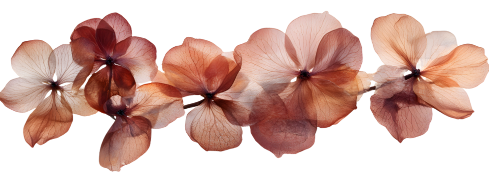 PNG Real Pressed a hortensia flowers pressed dried transparent background.