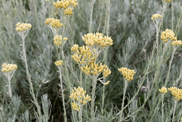 Helichrysum italicum curry plant or curry herb with yellow flowers.