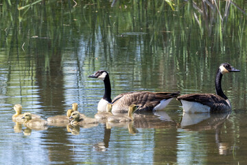 family of geese