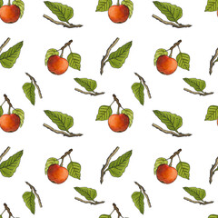 Watercolor illustration with apples. Fruits hand drawn isolated on white background