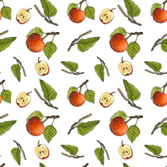 Watercolor illustration with apples. Fruits hand drawn isolated on white background