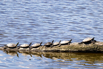 River turtles on a log