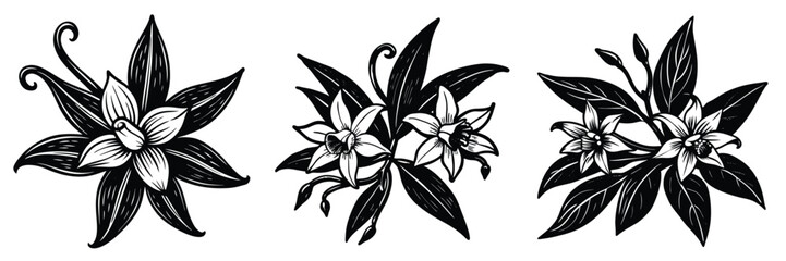 Vanilla flower vector illustrations black and white botanical drawings floral design elements set clip art

