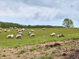 A flock of sheep and playful lambs graze peacefully in a green field under the warm summer sun. The...