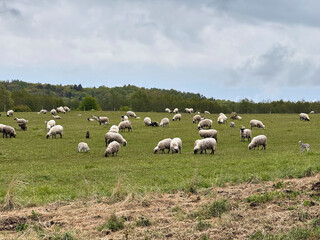 A flock of sheep and playful lambs graze peacefully in a green field under the warm summer sun. The...