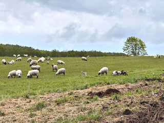 A flock of sheep and playful lambs graze peacefully in a green field under the warm summer sun. The...