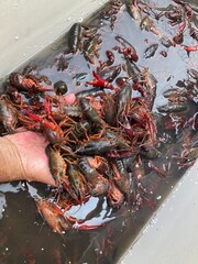 live Louisiana crawfish in hand
