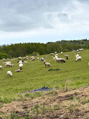 Obraz premium A flock of sheep and playful lambs graze peacefully in a green field under the warm summer sun. The pastoral scene captures rural life and natural harmony