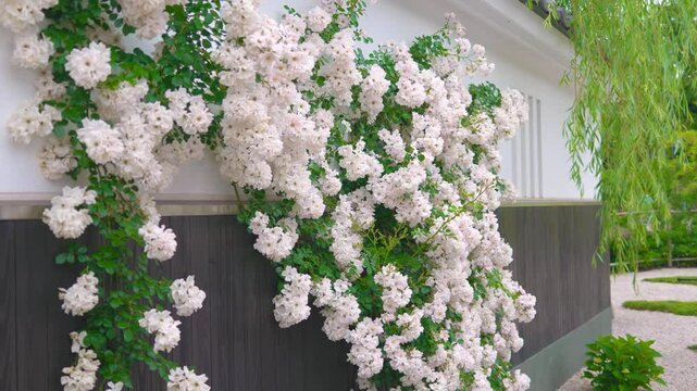 白いモッコウバラが美しい、日本の古都をイメージした庭園。（神奈川県綾瀬市 光綾公園「あやせローズガーデン」）　
A garden with beautiful white bank's rose, inspired by the ancient capital of Japan.
(Ayase Rose Garden, Kouya Park, Ayase City, Kanagawa)