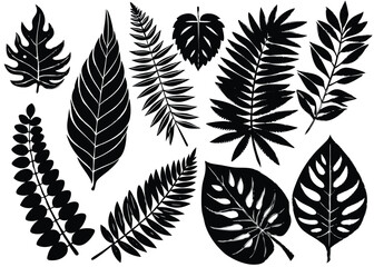 Black and white tropical leaves vector illustration for botanical design and nature backgrounds art
