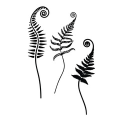 Fern fronds vector illustration black and white botanical drawing nature design element foliage art print
