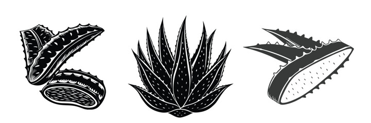 Aloe vera plant botanical illustration vector set for health and beauty product design use case
