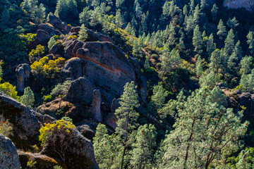 Obraz premium Flow-Banded Rhyolite Volcanic Boulders and Manzanita on the Juniper Canyon Trail, Pinnacles National Monument, California, USA