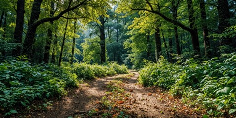 Fototapeta premium Lush Green Clearing - Rustic Trail