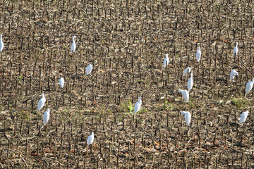 Flock of White Egrets Foraging in a Harvested Cornfield