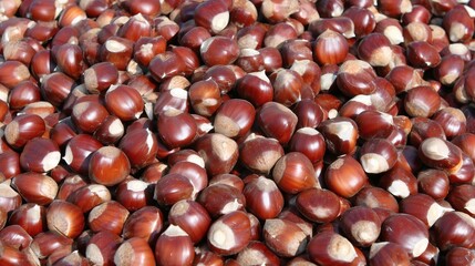Obraz premium Chestnuts with cut tops, Fresh harvested edible nuts, Perfect for food preparation or raw ingredient concepts