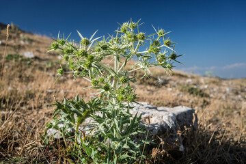 Eryngium campestre in Campos de Hernán Pelea, Jaén, Andalusia