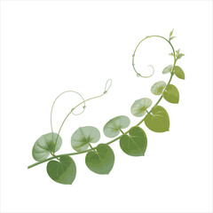 Green Climbing Vine Plant Isolated on White Background,Twisting Vine with Leaves Botanical Illustration,Realistic Green Vine with Tendrils and Leaves,Young Vine Plant Growing in Spiral Shape